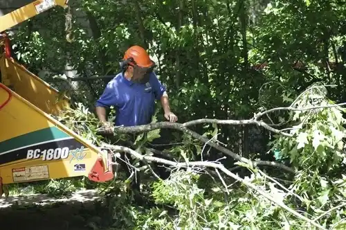 tree services Dry Run